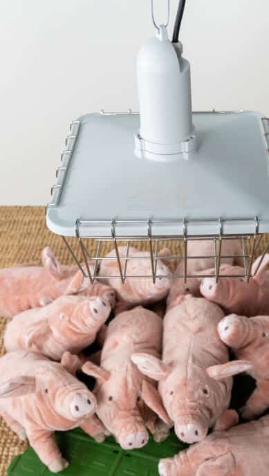 peluche porcin sous lampe chauffante