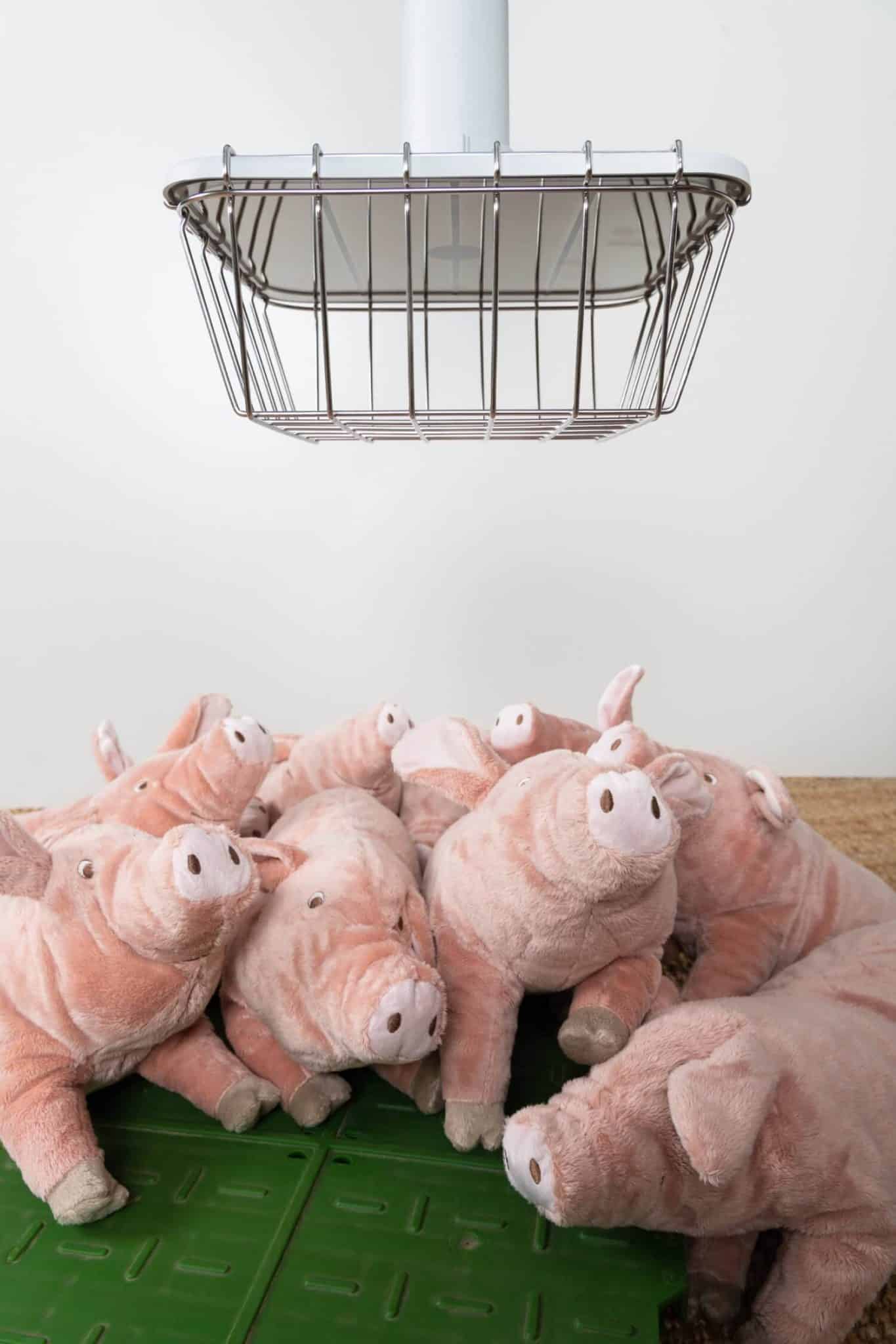 peluche porcin sous lampe chauffante
